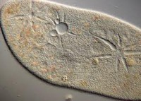 /album/fotogaleria-microscopi0/images-2-jpg1/